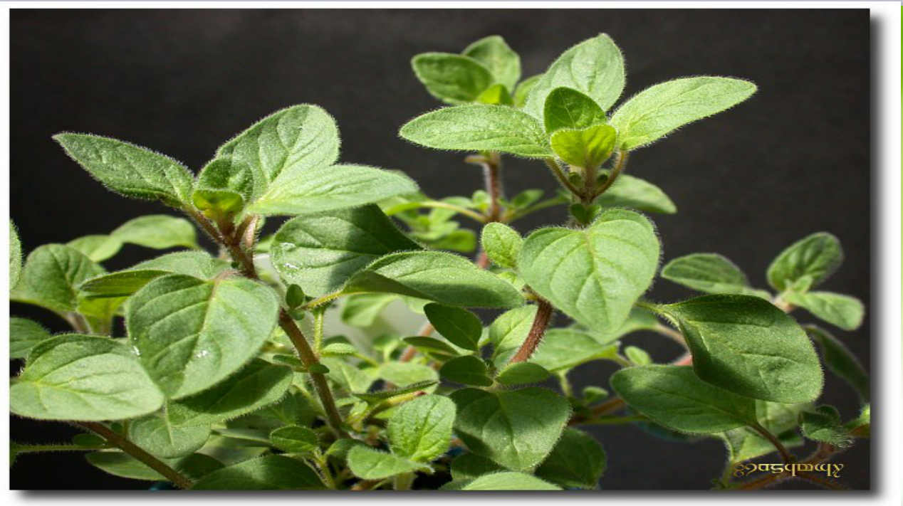 Benefits of oregano oil